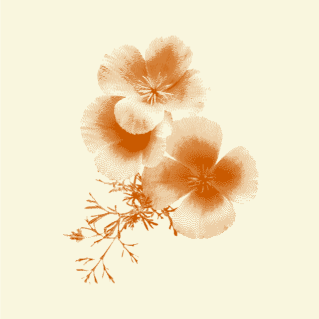 California Poppy