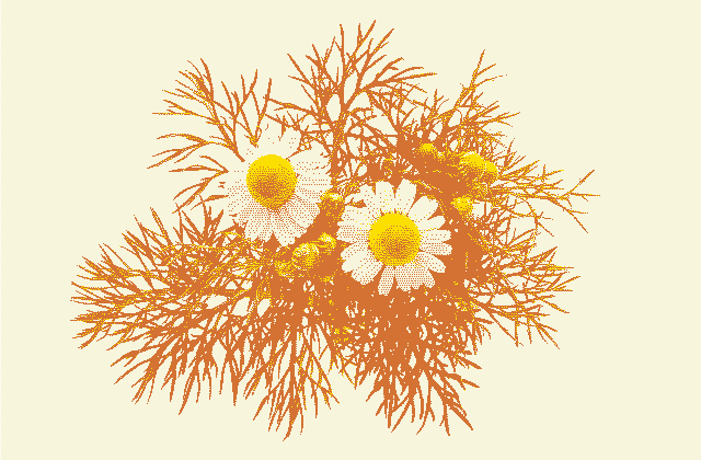 Chamomile Plant