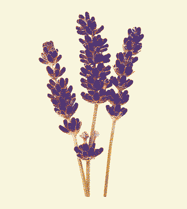Lavender plant