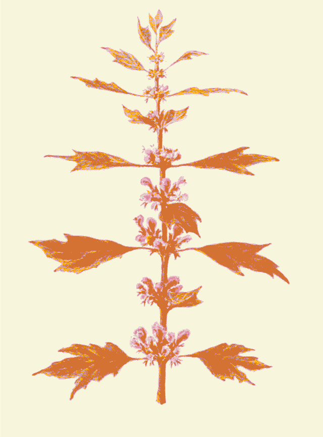 Motherwort plant
